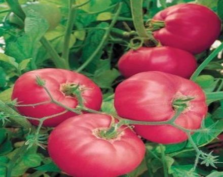 Sovyet domates çeşidinin tanımı ve özellikleri