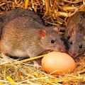 Come e cosa trattare con i topi in un pollaio, i migliori mezzi e metodi di lotta