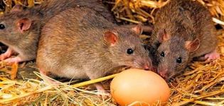 Jak i jak radzić sobie ze szczurami w kurniku, najlepsze środki i metody walki