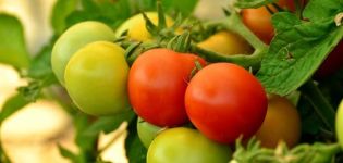 Pomidorų veislės poveikis, jo savybės ir derlius