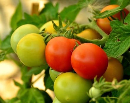Descrizione della varietà di pomodoro Effetto, sue caratteristiche e resa