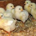 วิธีการปลูกไก่เนื้อที่บ้านการบำรุงรักษาและการดูแล