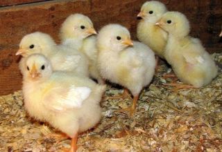 Comment faire pousser des poulets de chair à la maison, entretien et soins