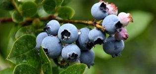 50 pinakamahusay na uri ng blueberry ng hardin na may mga paglalarawan at katangian