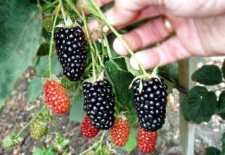 Beskrivelse og karakteristika for Natchez Blackberry-sorten, reproduktion, plantning og pleje
