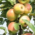 Caratteristiche e descrizione della varietà di mele Zarya Alatau, regioni di coltivazione e gusto dei frutti