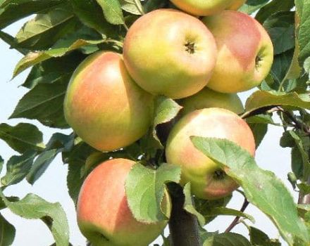 Característiques i descripció de la varietat de poma Zarya Alatau, regions de cultiu i gust de fruites