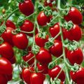 Característiques i descripció de la varietat de tomàquet cherry maduixa, el seu rendiment