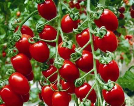 Charakterystyka i opis odmiany pomidora koktajlowego Truskawka, plon