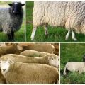 Kuibyshev-lammasrotujen kuvaus ja ominaisuudet, ylläpitosäännöt