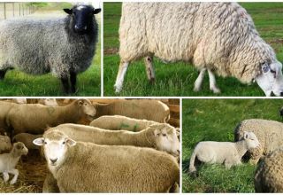 Beschrijving en kenmerken van het Kuibyshev-schapenras, onderhoudsregels