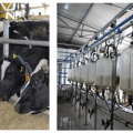 Come aumentare il contenuto di grassi e la produzione di latte di una mucca a casa, come nutrirsi