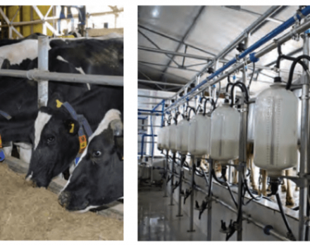 Com augmentar el contingut de greix i el rendiment de llet d’una vaca a casa, com alimentar-se