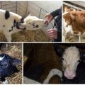 What to do if a calf has snot and what are the causes, treatment and prevention