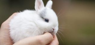 Rules for the care and maintenance of dwarf rabbits at home