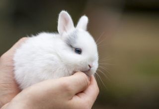 Reglas para el cuidado y mantenimiento de conejos enanos en casa.