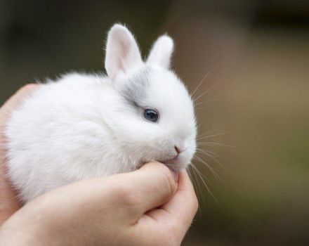 Evde cüce tavşanların bakımı ve bakımı için kurallar