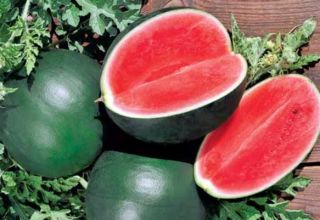 Az Ogonyok görögdinnye fajtájának leírása, szabadtéri és üvegházban történő termesztése, érési feltételek