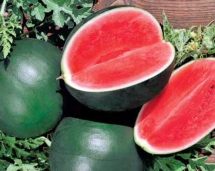 Descrierea soiului de pepene verde Ogonyok, cultivarea sa în câmp deschis și în seră, în condiții de maturare