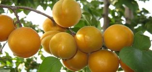 Kuvaus Ulyanikhinsky aprikoosilajikkeesta, sato-ominaisuuksista ja viljelystä