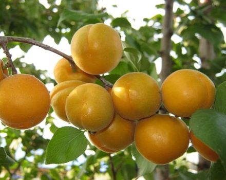 Beschrijving van de Ulyanikhinsky-abrikozenvariëteit, opbrengstkenmerken en teelt