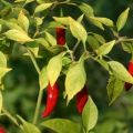 Plante, dyrke og pleje varme peberfrugter i det åbne felt