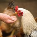 Er det muligt at give havre til kyllinger, spiringsregler og hvordan man introducerer det i kosten