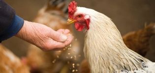 Vai ir iespējams dot auzām vistām, dīgtspējas noteikumiem un kā to ieviest uzturā