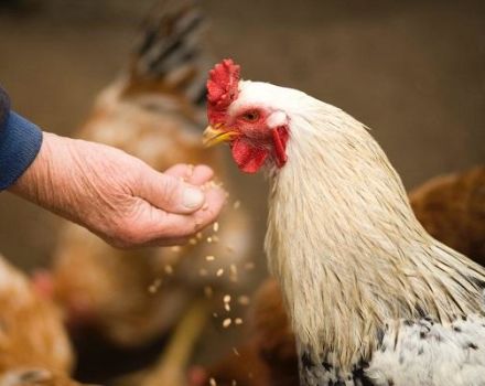 È possibile dare l'avena ai polli, le regole di germinazione e come introdurla nella dieta