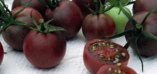 Egenskaber og beskrivelse af variationen af ​​tomatschokolade