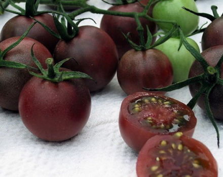 Tomaatti-suklaan lajikkeen ominaisuudet ja kuvaus