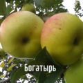 Descripció de la varietat de poma Bogatyrsky, avantatges i desavantatges, cultiu a les regions