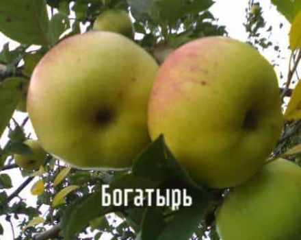 Opis odrody jabĺk Bogatyrsky, výhody a nevýhody, pestovanie v regiónoch