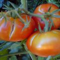 Varför tomater kan spricka i ett växthus när de är mogna