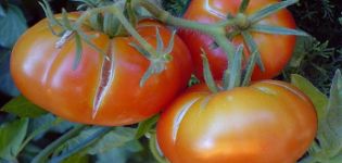 Waarom tomaten kunnen barsten in een kas als ze rijp zijn