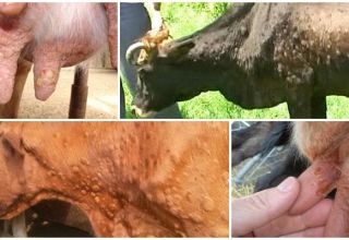 Симптоми и дијагноза кравље осме, лијечење и превенција говеда