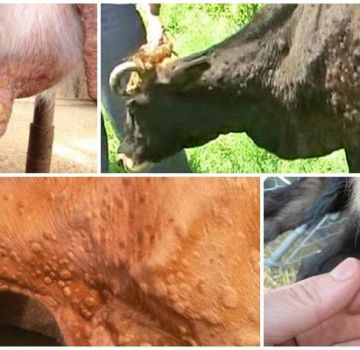 أعراض وتشخيص مرض جدري البقر وعلاج الماشية والوقاية منها