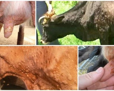 Karvės raupų simptomai ir diagnozė, galvijų gydymas ir prevencija