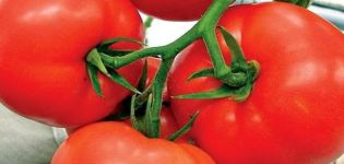 Mô tả cà chua Kohava và đặc điểm của giống
