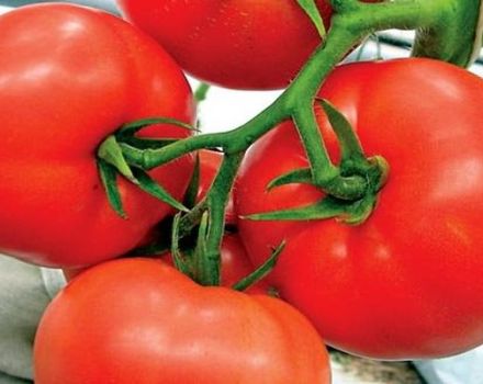 Popis rajčat Kohava a charakteristika odrůdy