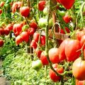 Characteristics and description of the tomato variety Miracle of the earth, its yield and cultivation