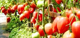 Kenmerken en beschrijving van de tomatenvariëteit Miracle of the earth, zijn opbrengst en teelt
