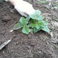 Kiedy lepiej przesadzić truskawki w nowe miejsce latem, jesienią czy wiosną