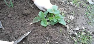Kiedy lepiej przesadzić truskawki w nowe miejsce latem, jesienią lub wiosną