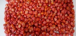 Najbolje sorte sjemenki kukuruza, kako ih pravilno sakupljati i skladištiti