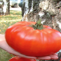Beschrijving en kenmerken van de tomatenvariëteit Russische maat