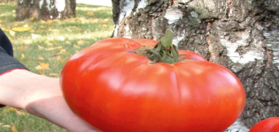 Venäläisen kokoisen tomaattilajikkeen kuvaus ja ominaisuudet