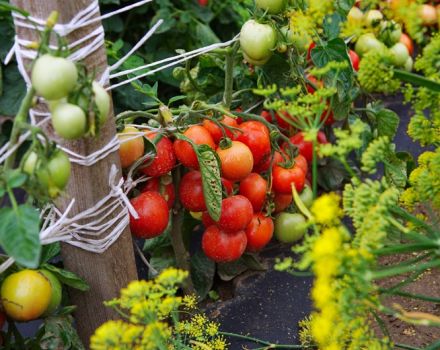 Dubrava domates çeşidinin özellikleri ve tanımı, verimi
