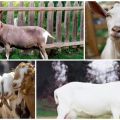 How many years do goats live and give milk at home, how to extend the period
