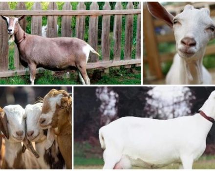 Hoeveel jaar leven geiten en geven ze thuis melk, hoe kan de periode worden verlengd?